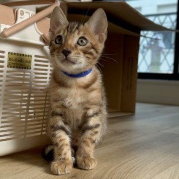 ベンガル【埼玉県・男の子・2023年6月9日・ブラウンスポテットダビーロゼットタイプ】の写真「優しくてお腹のうえで寝てくれる男子💙」