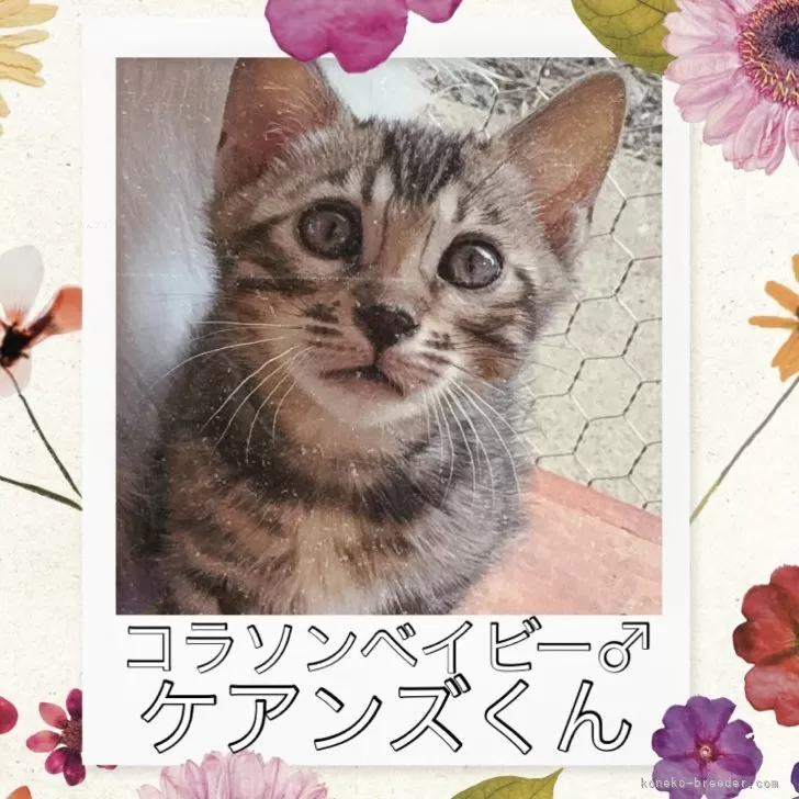 ベンガル【埼玉県・男の子・2025年3月1日・ブラウンスポテッドタビー ロゼット】の写真1「ものすごくイケメンの丸顔くん」