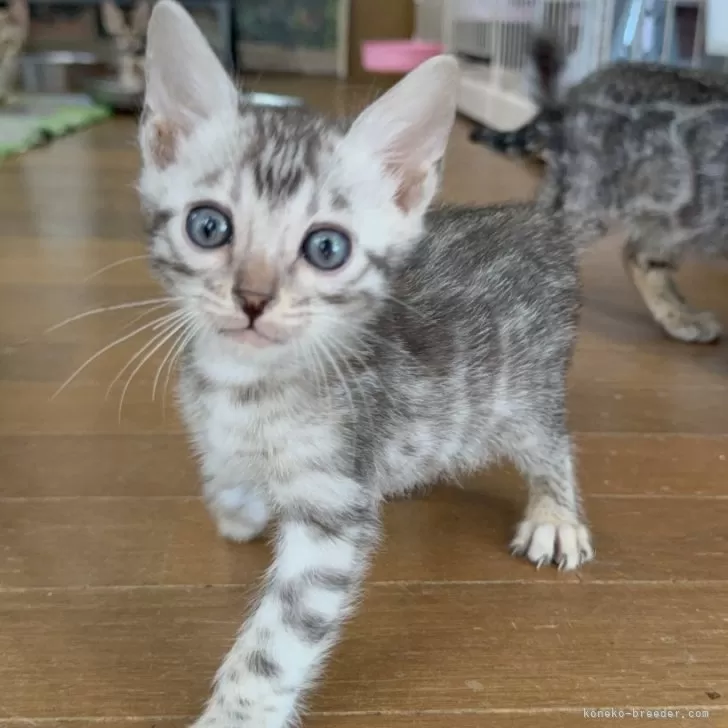 Saku 様のお迎えした子猫