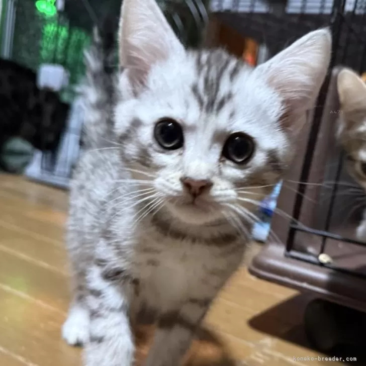 ID:2503-00520の子猫