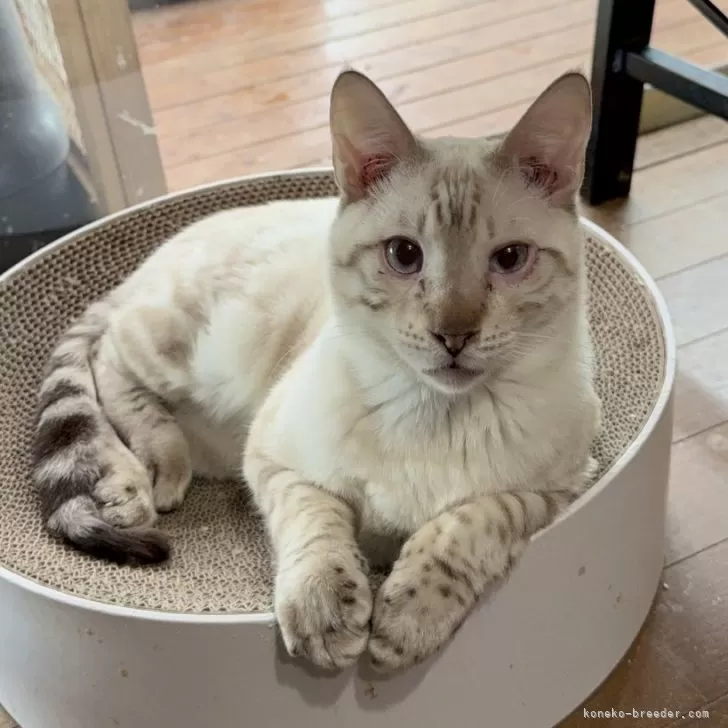 ID:2409-01407の子猫