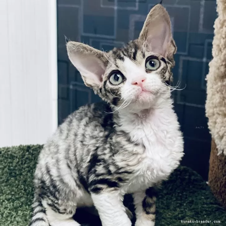 M.T 様のお迎えした子猫