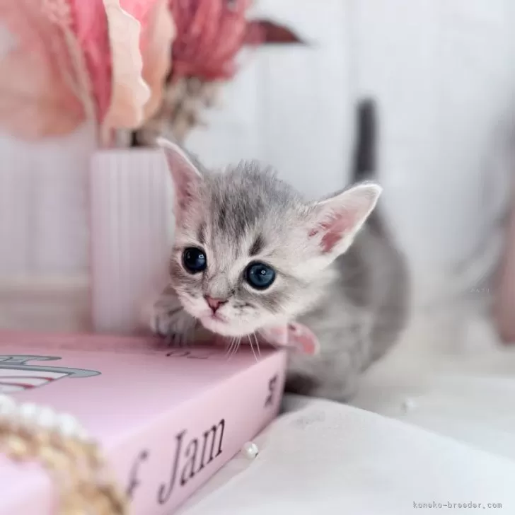 ID:2504-00903の子猫