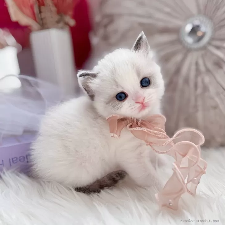 ID:2502-01530の子猫