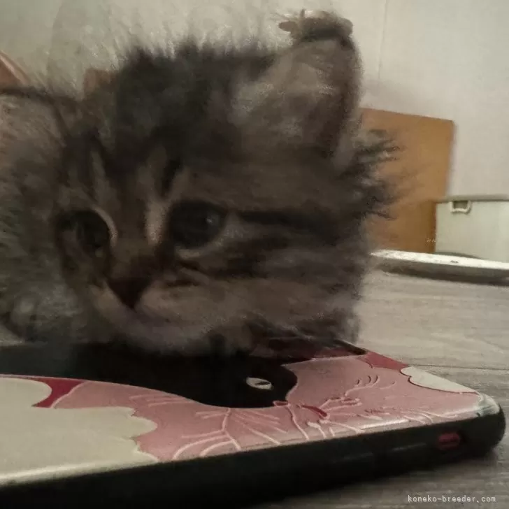 ID:2405-00915の子猫