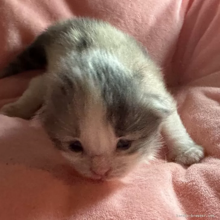 ID:2408-01352の子猫