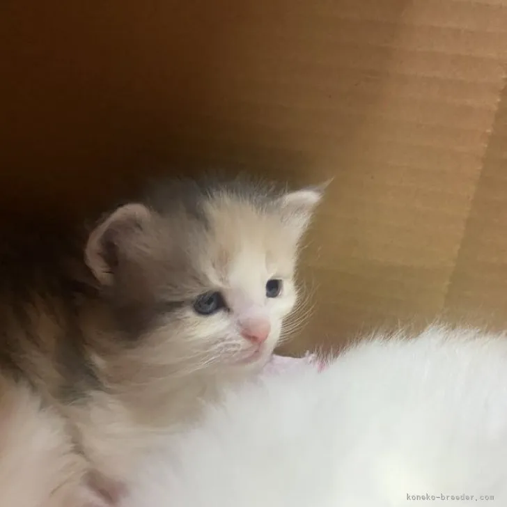 ID:2305-00770の子猫