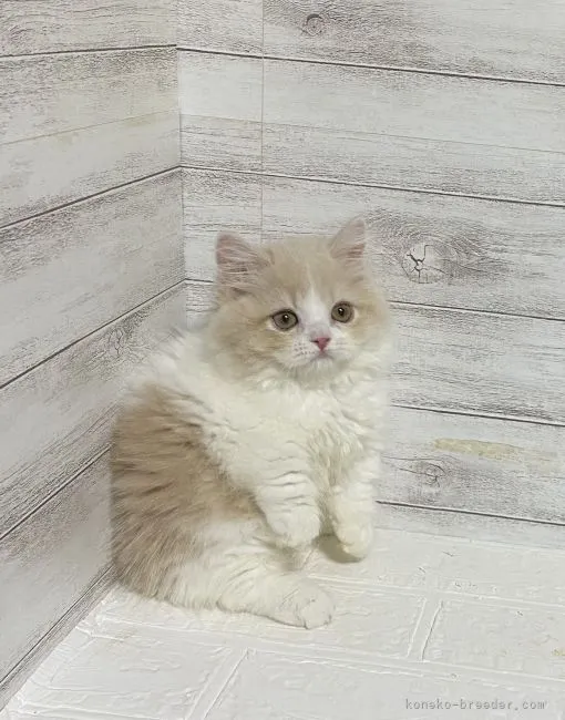 ID:2107-02378の子猫