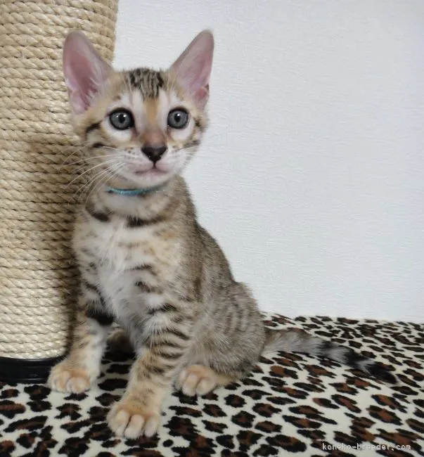 ID:2110-01407の子猫