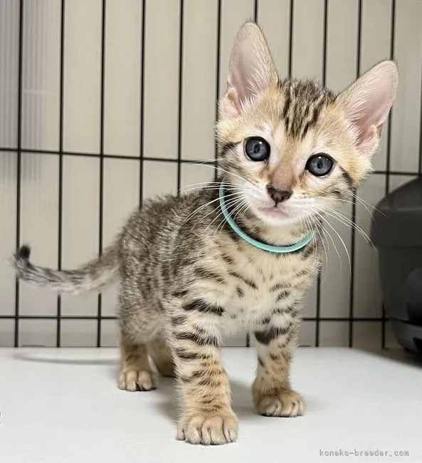 ID:2205-02798の子猫