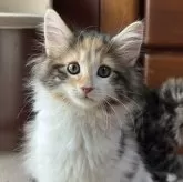 ノルウェージャンフォレストキャット