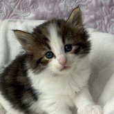 ノルウェージャンフォレストキャット