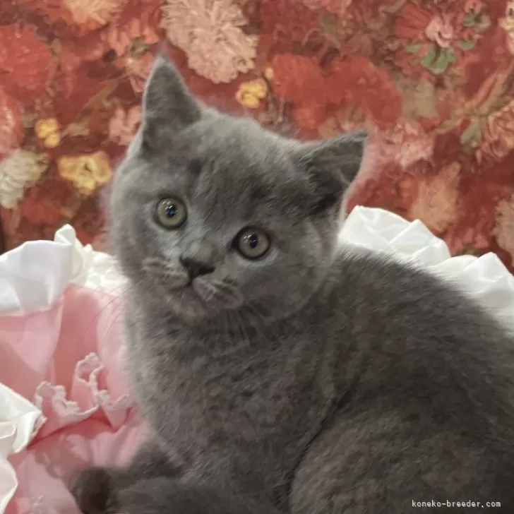 ID:2405-02577の子猫