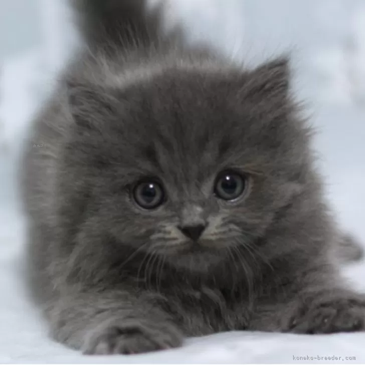 ID:2504-00931の子猫