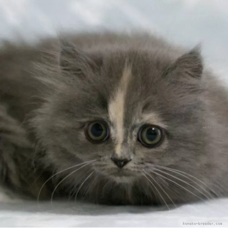ID:2504-00925の子猫