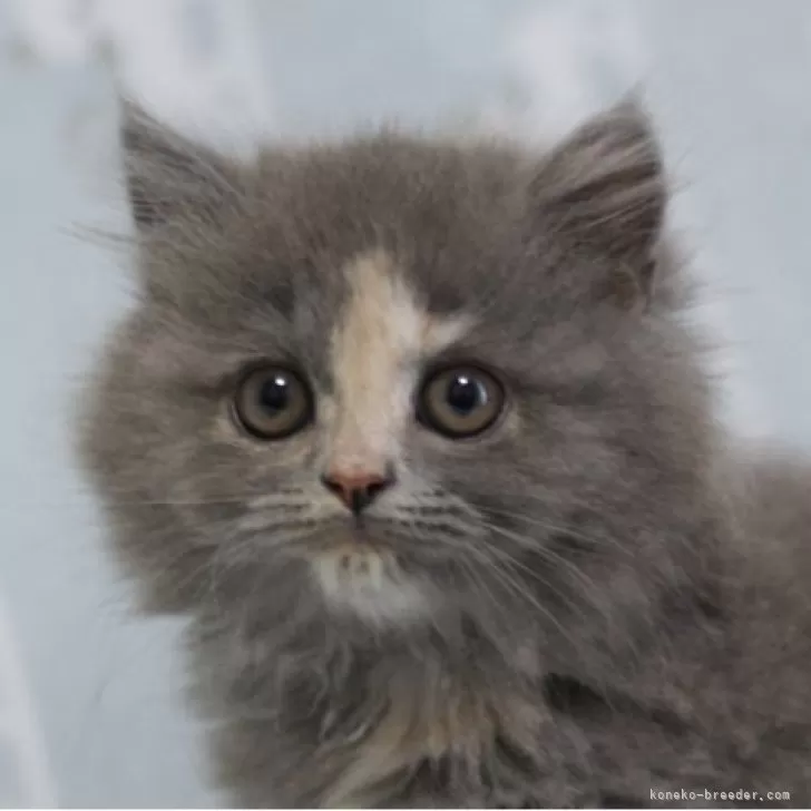 ID:2504-00930の子猫