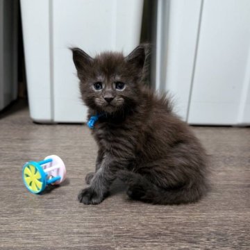 メインクーン【三重県・男の子・2024年12月3日・ブラックスモーク】の写真「兄妹の中で一番大きい‼️」