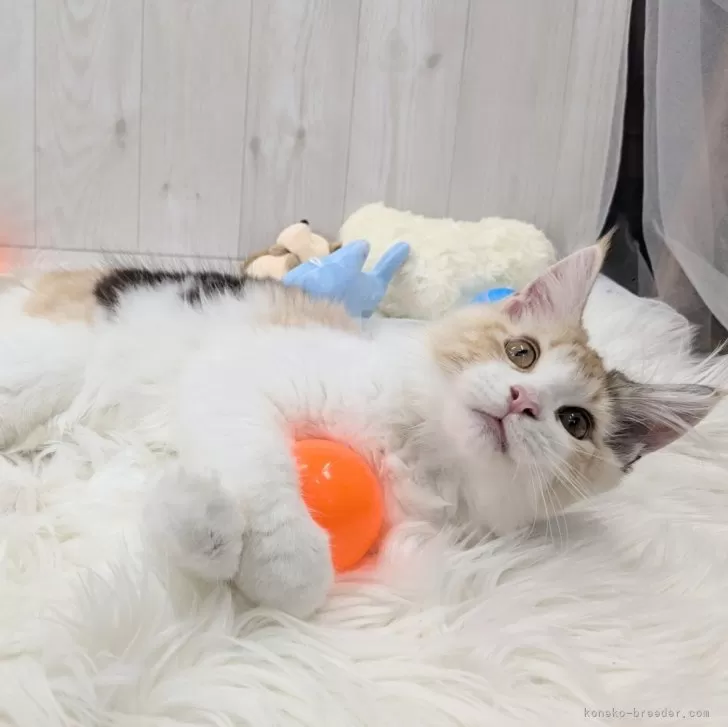 ID:2407-00071の子猫