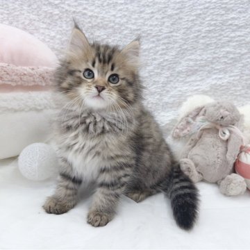 サイベリアン【大阪府・男の子・2025年1月23日・ブラウンタビー】の写真「☆ころころが可愛すぎる男の子☆」