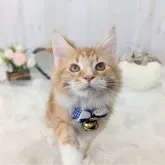 メインクーン