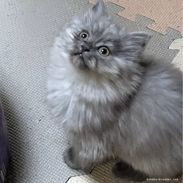 ID：2502-01125の子猫