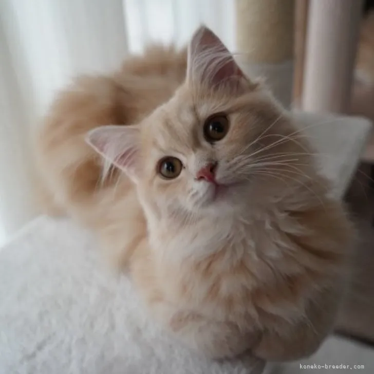 ID:2303-00848の子猫