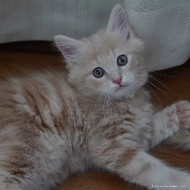 ID:2403-00712の子猫