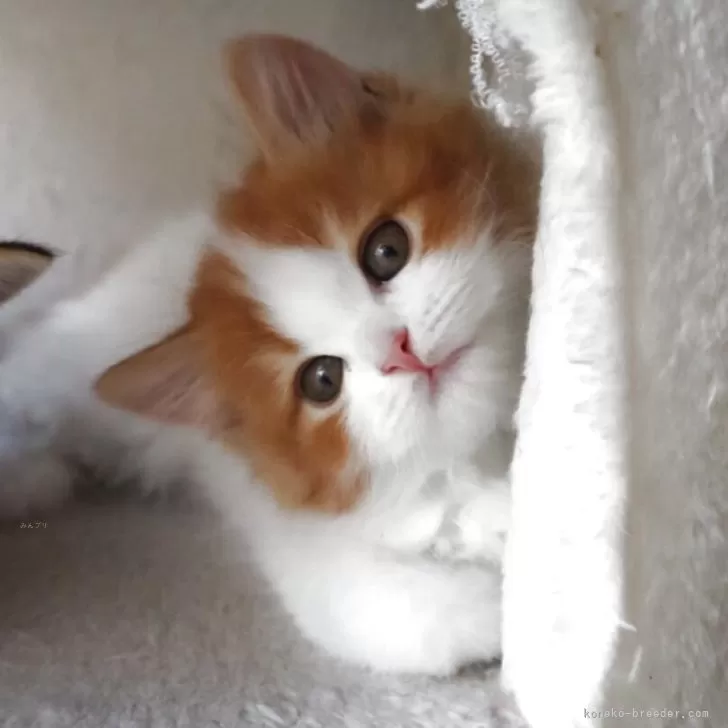 ID:2504-01379の子猫