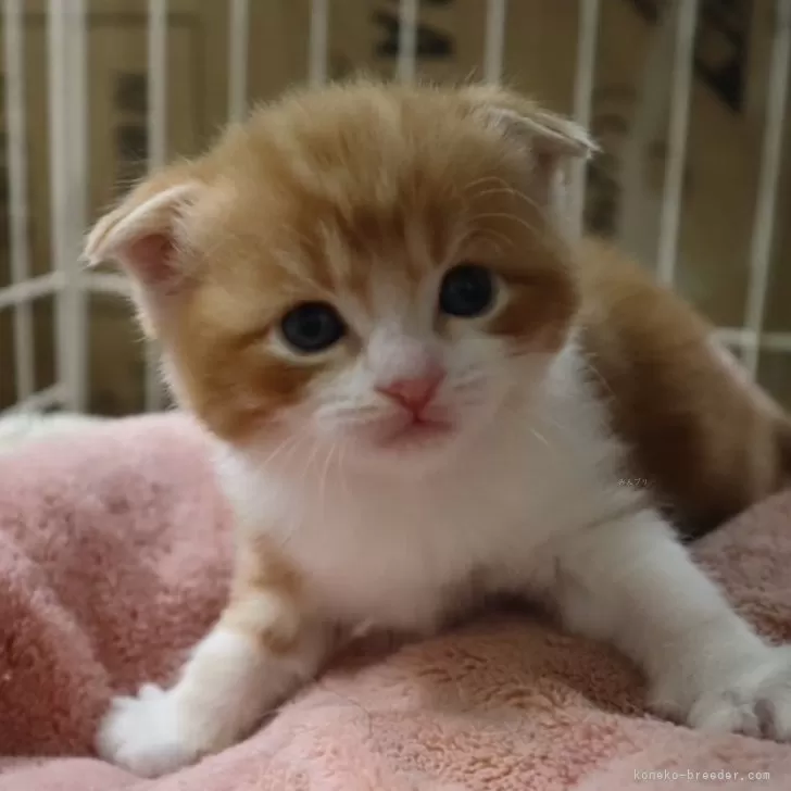 ID:2502-00746の子猫