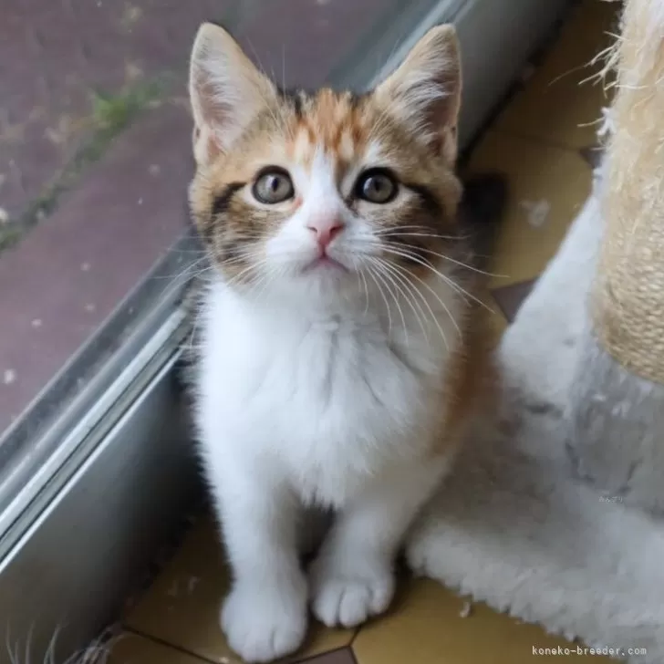 ID:2504-01056の子猫