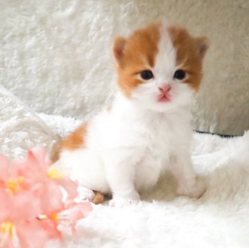 スコティッシュフォールド(立ち耳)【滋賀県・男の子・2025年3月10日・カメオタビー&ホワイト】の写真「かわいい男の子」