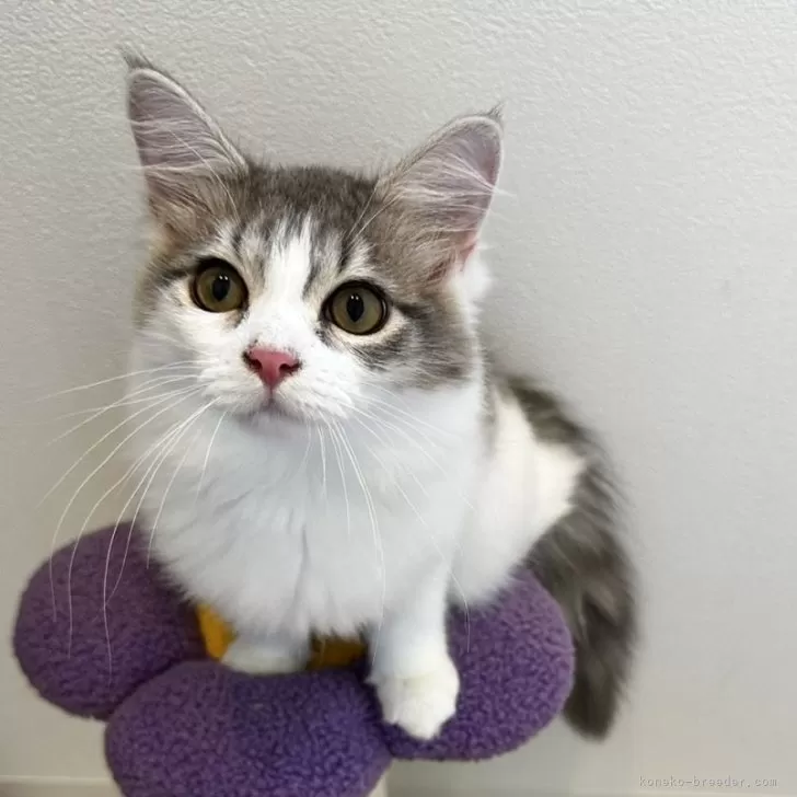 ID:2405-00353の子猫