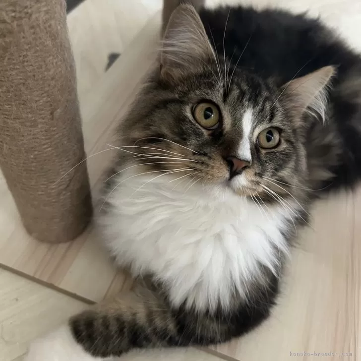 ID:2404-03641の子猫