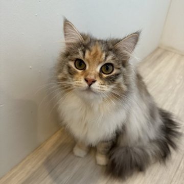 サイベリアン【神奈川県・女の子・2023年8月24日・キャリコ（さらふわ）】の写真「超甘えん坊さん」