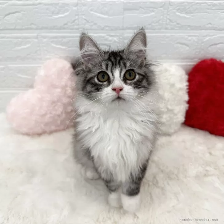 Y.Y 様のお迎えした子猫