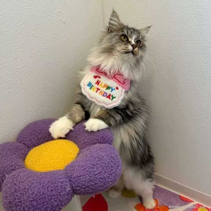 ID:2501-01549の子猫