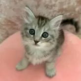 サイベリアン