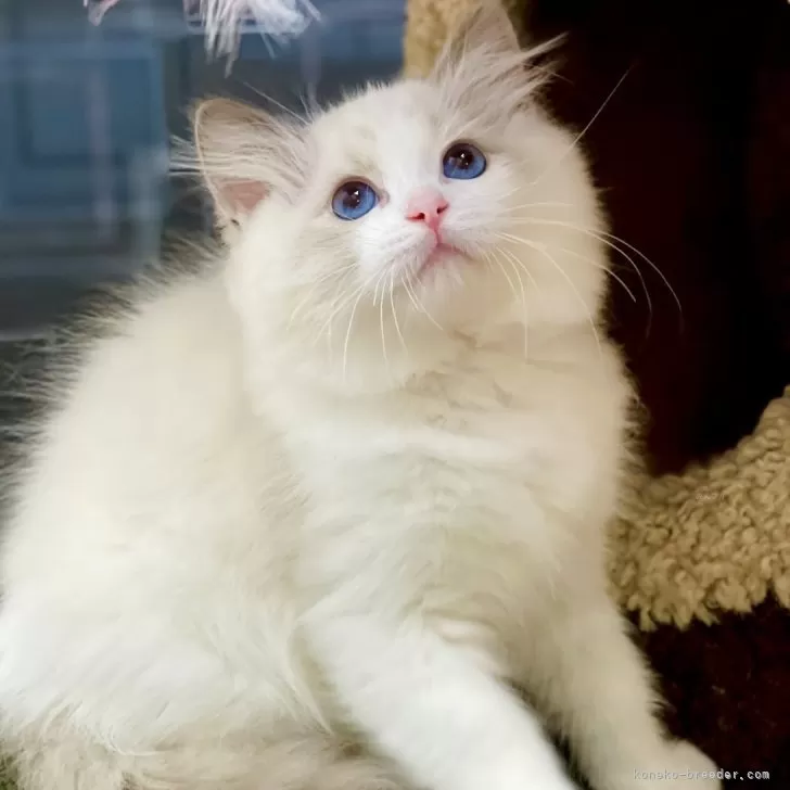 ID:2410-02857の子猫