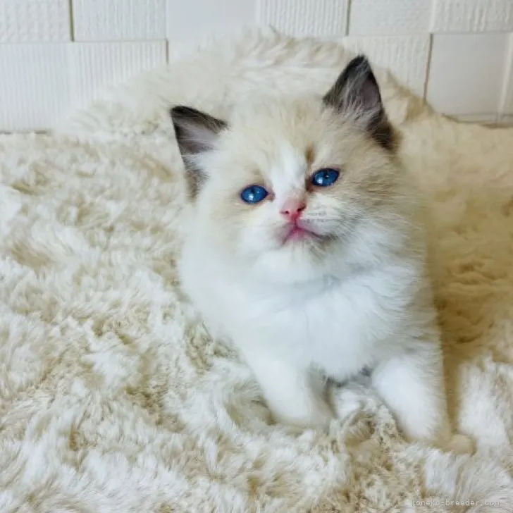 ID:2312-00213の子猫