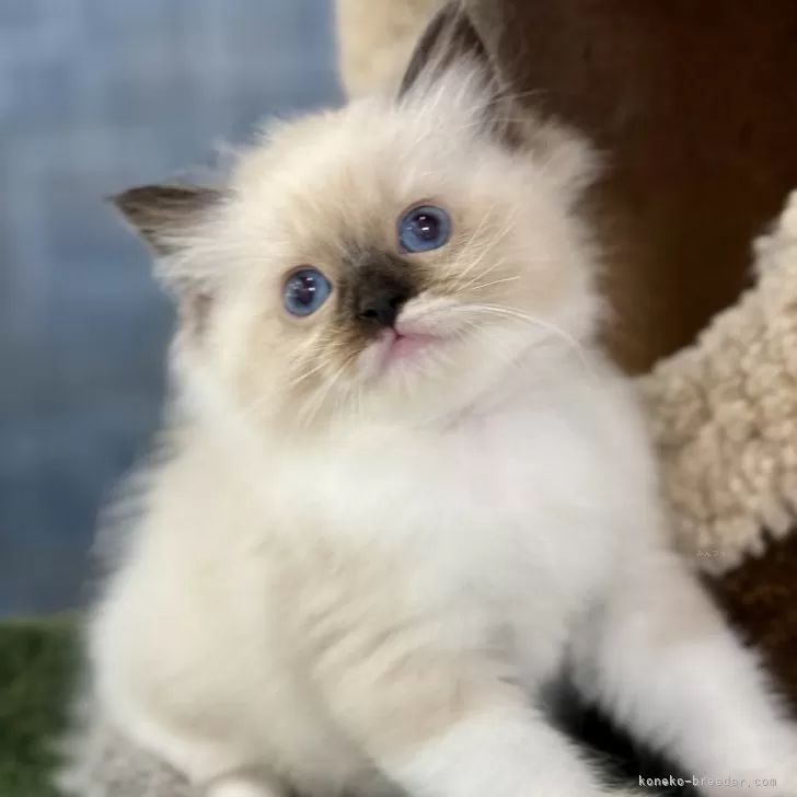 ID:2504-01727の子猫