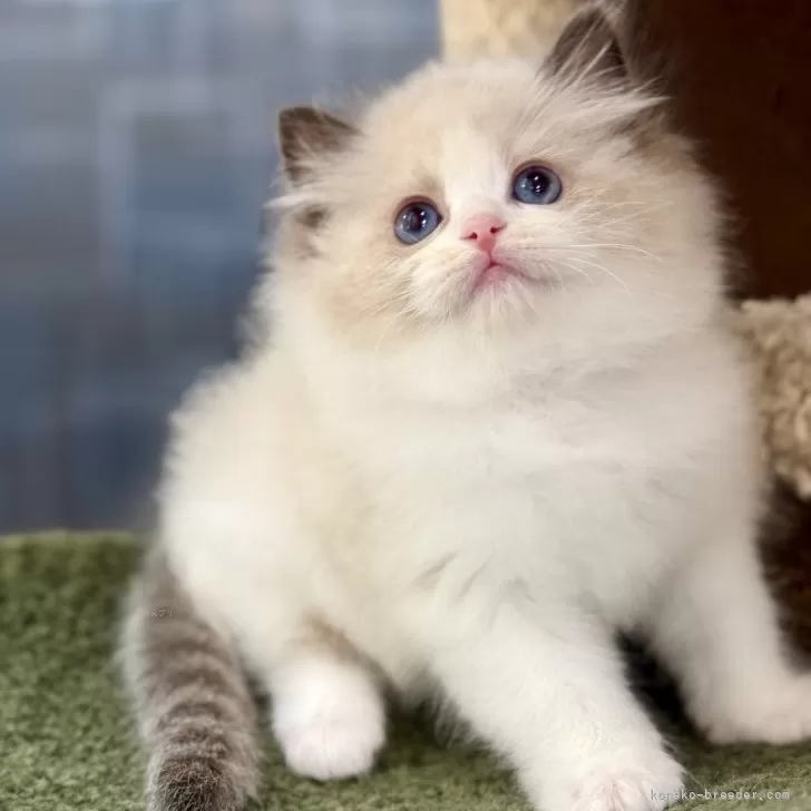 ID:2504-01520の子猫