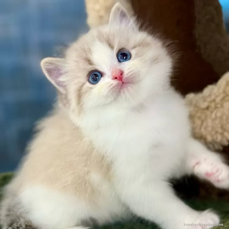ID:2504-01936の子猫