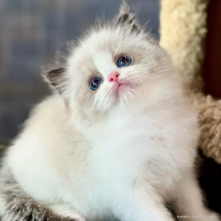 ID:2502-01933の子猫
