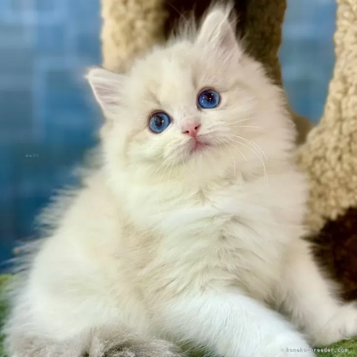 えったん 様のお迎えした子猫