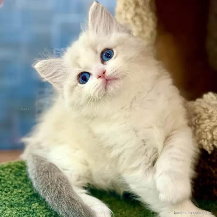 H.K 様のお迎えした子猫