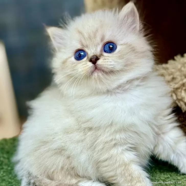 J.U 様のお迎えした子猫