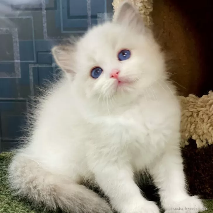 ID:2412-01791の子猫