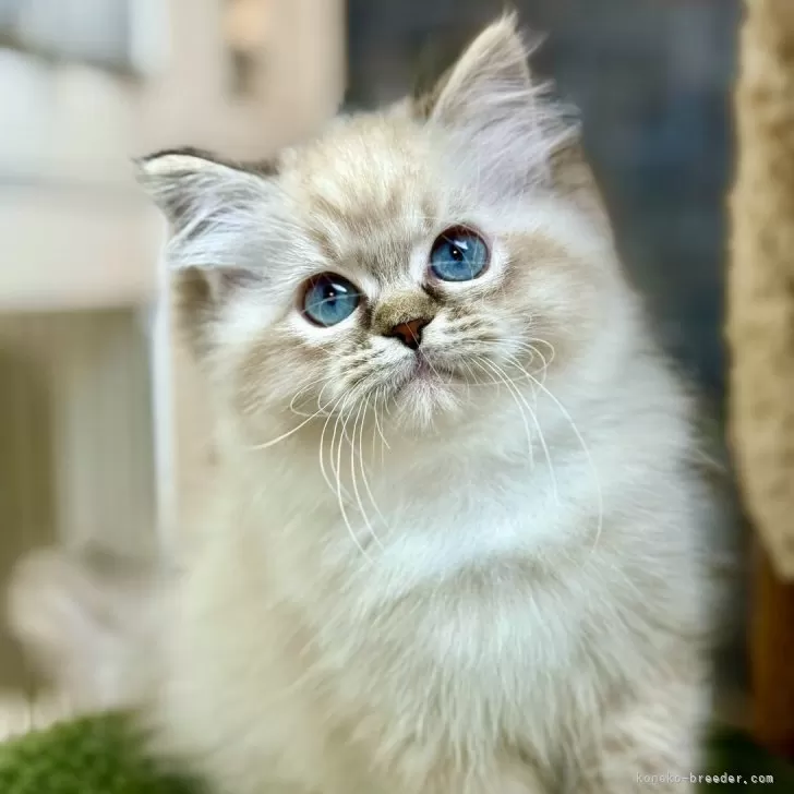 サラ 様のお迎えした子猫