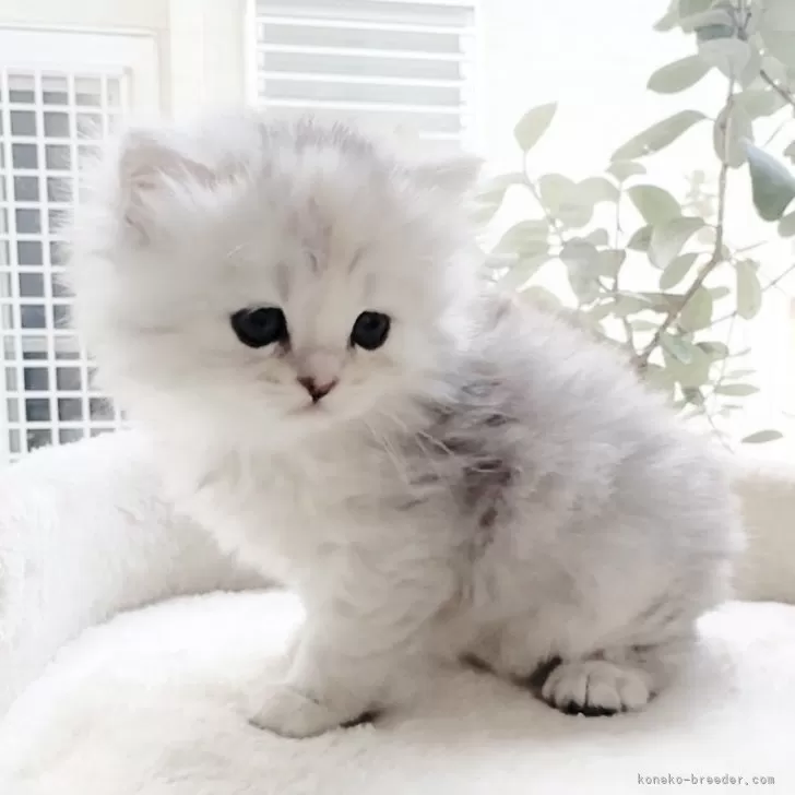 ID:2412-00535の子猫