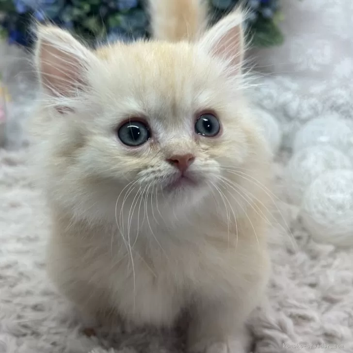 ID:2407-03192の子猫